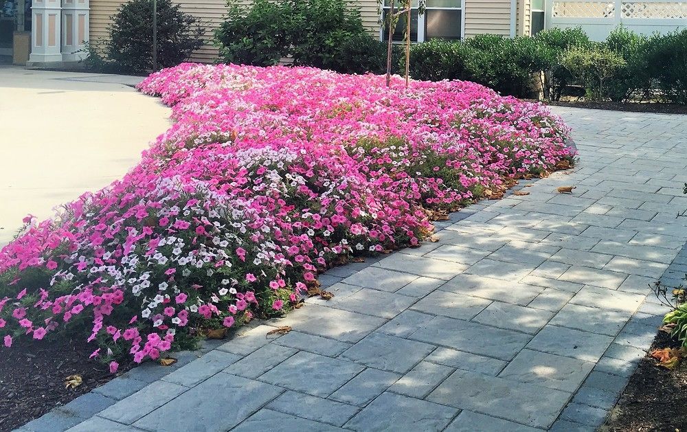 Vacation Village In The Berkshires Hancock Zewnętrze zdjęcie Petunia x hybrida